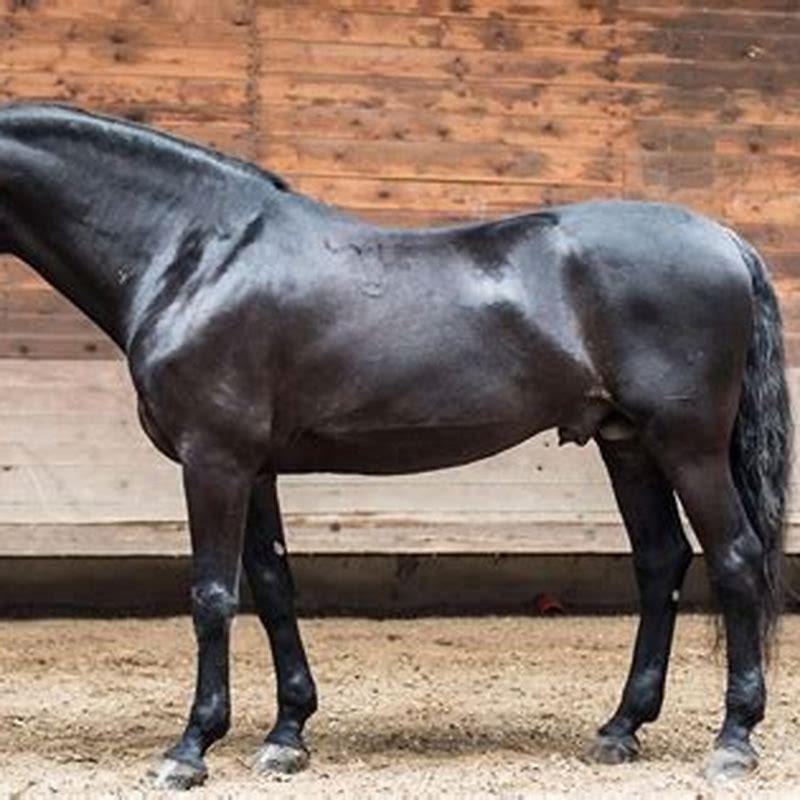 Is Kladruber a good horse?