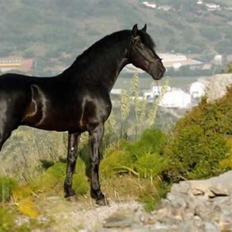 Is mallorquin the same as Catalan?