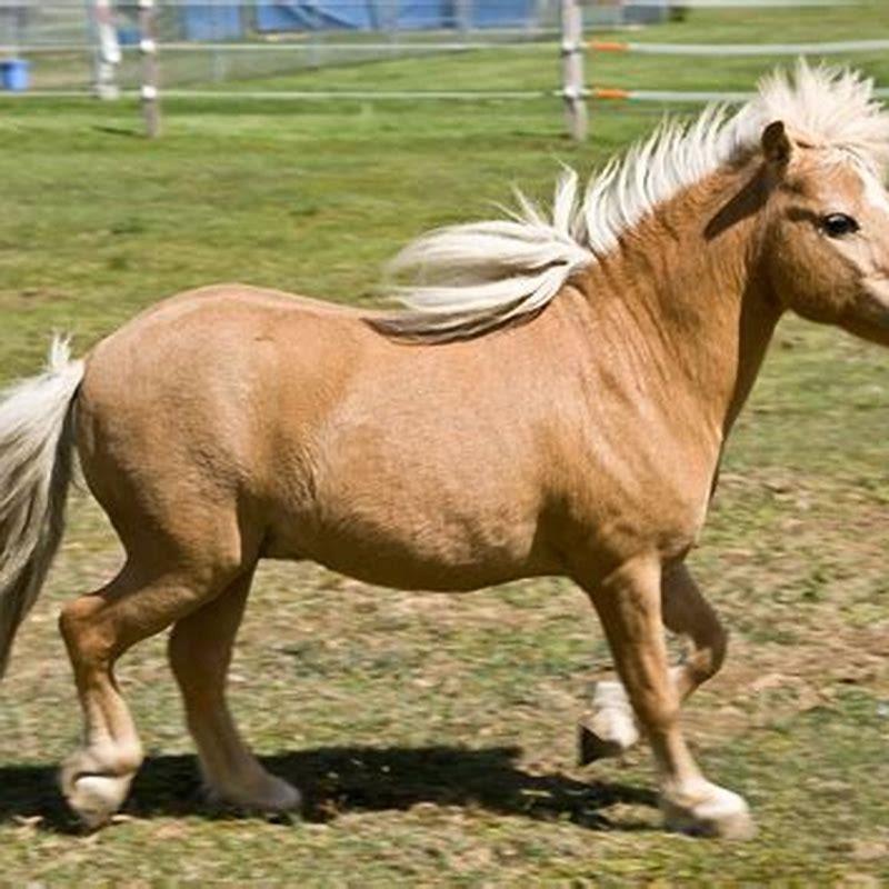 is-miniature-horse-a-breed-diy-seattle