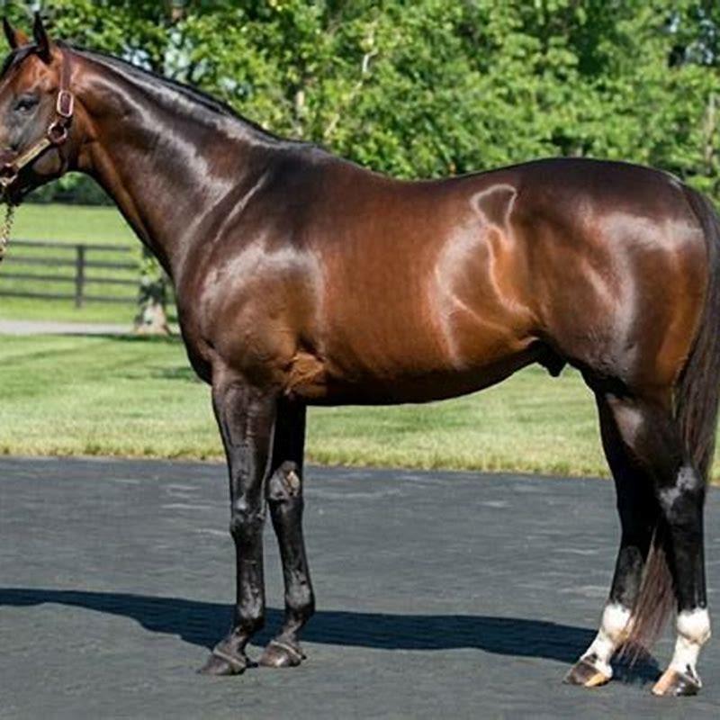 Is the Arabian the oldest breed of horse?