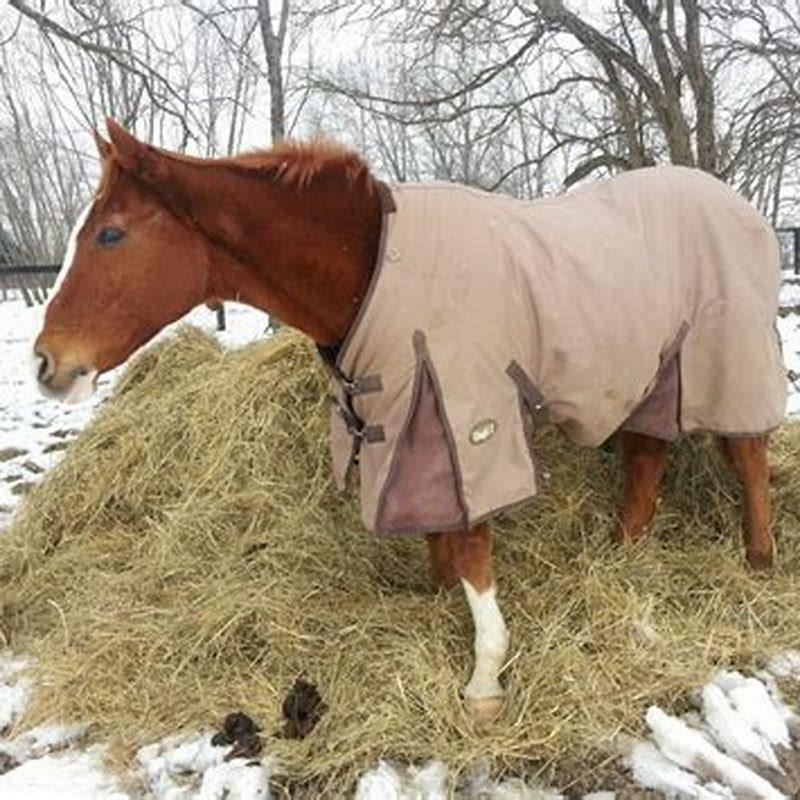 Is there a right way to fall off a horse? - DIY Seattle