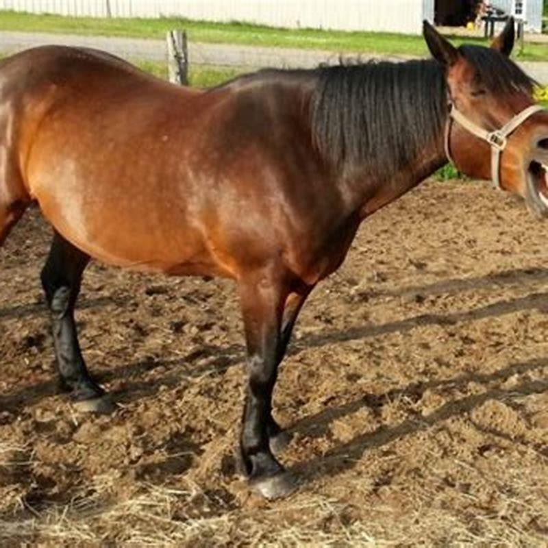 Is yawning a sign of colic in horses?
