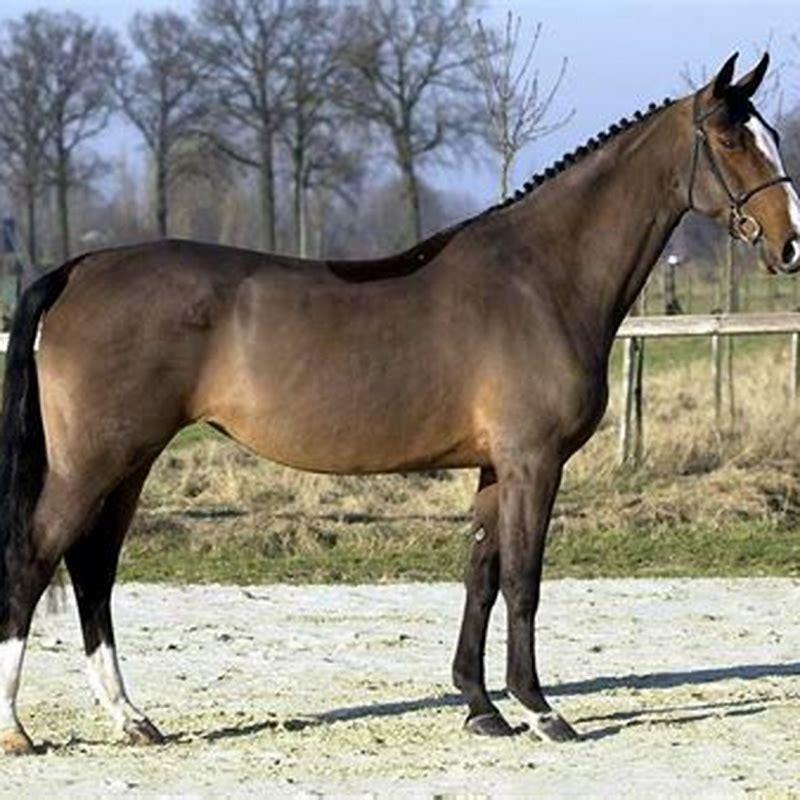 Is zangersheide a breed?