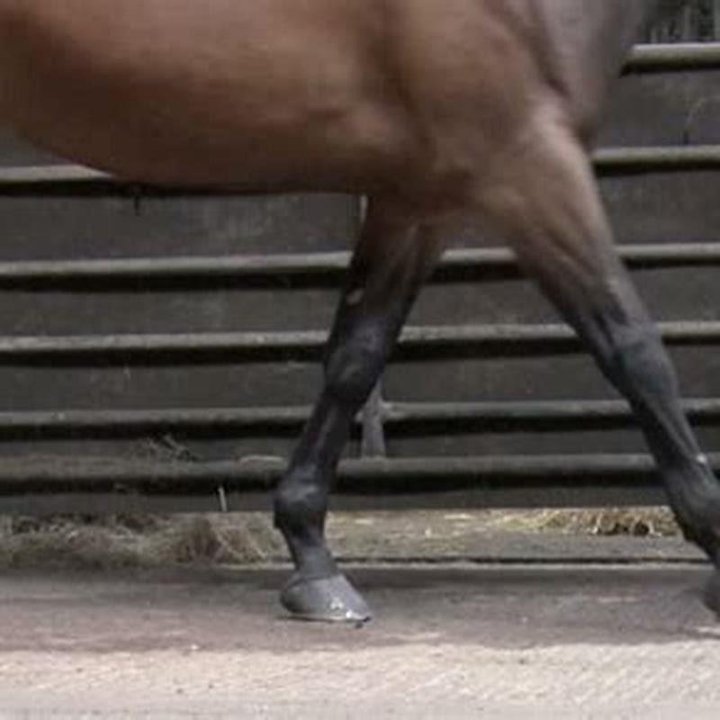 Should a horse land heel first?