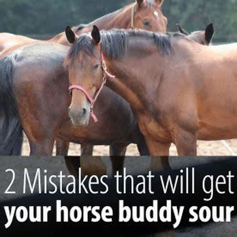 Should I separating buddy sour horses?