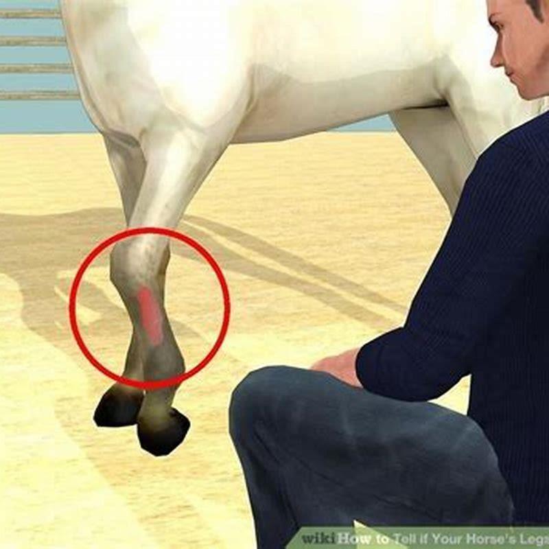 Should you hand walk a lame horse?