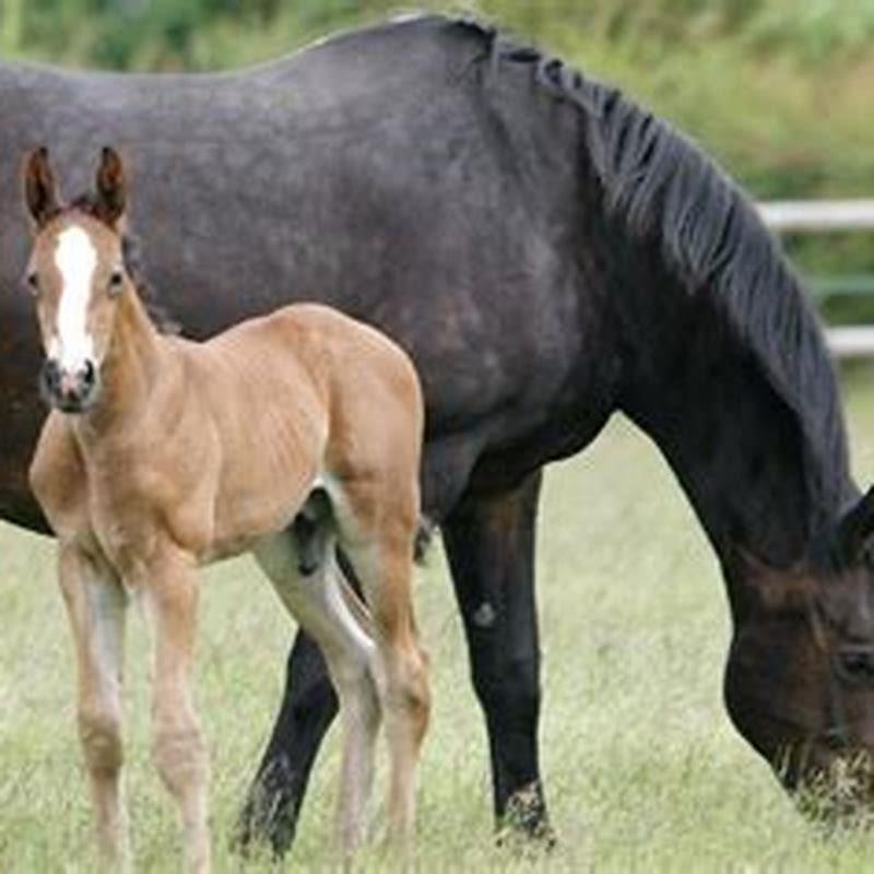 What Age Should You Wean A Foal DIY Seattle