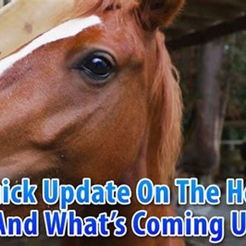 What app turns your face into a horse?