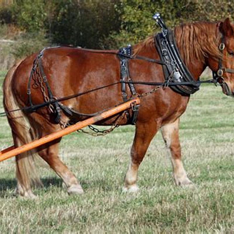 What are American Cream Draft horses used for?
