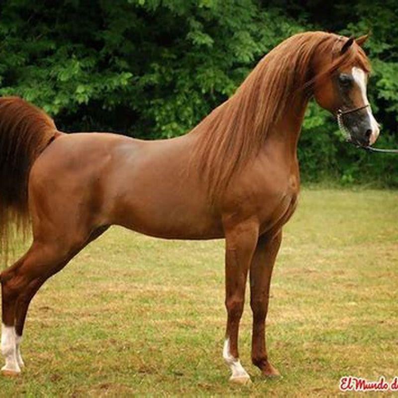 What Are Anglo Arabians Used For DIY Seattle