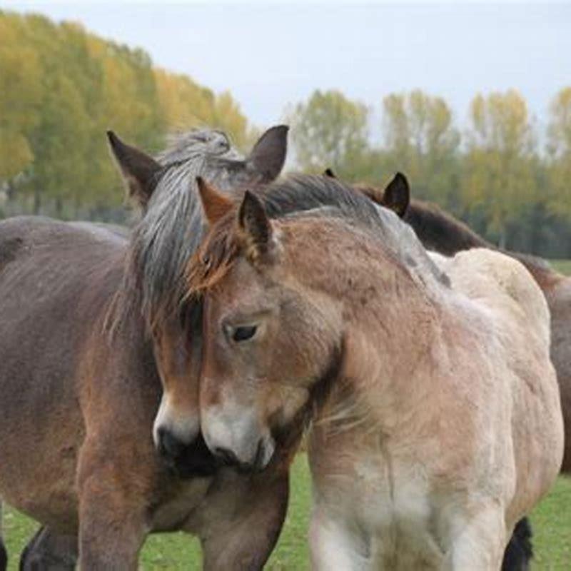 What are Brabant horses used for?