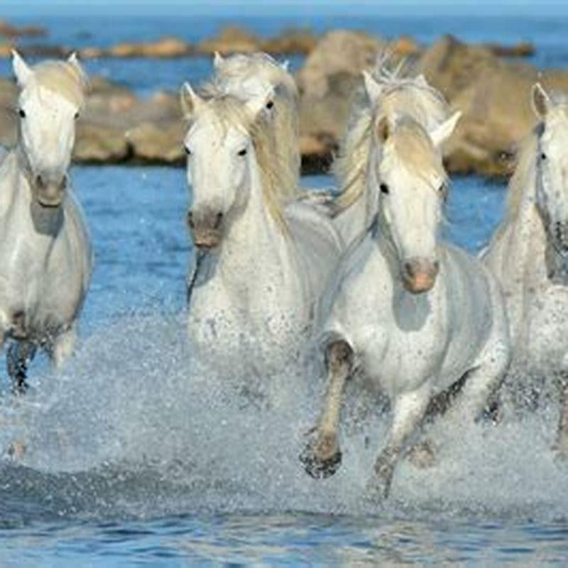 What are Camargue horses used for?