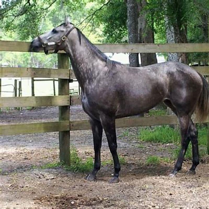 what-are-grey-and-white-horses-called-diy-seattle
