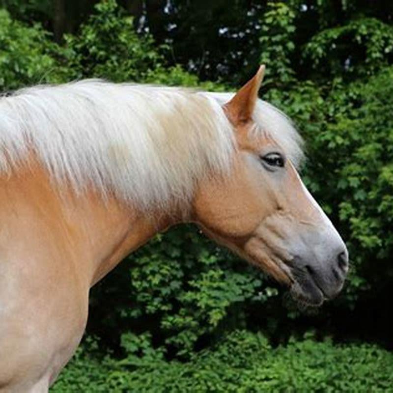 What are Haflinger horses used for? - DIY Seattle