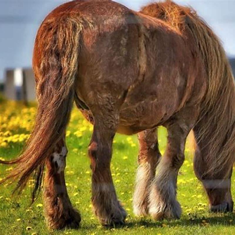 What are Jutland horses used for?