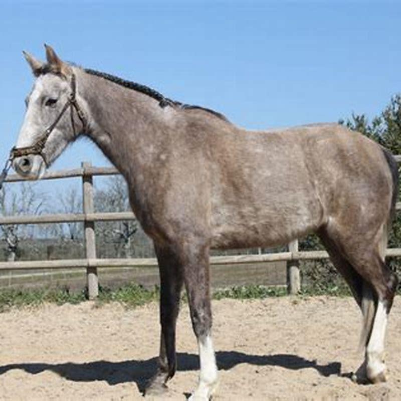 What are Lusitanos used for?