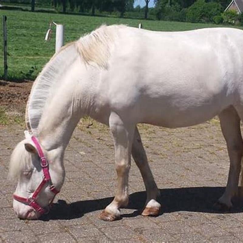 What are Norwegian horses called?