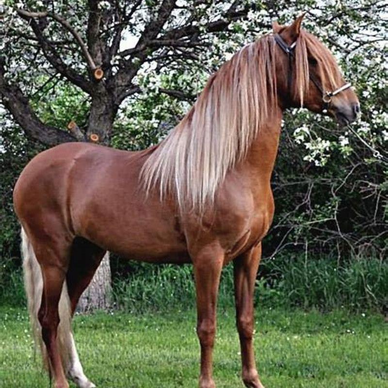 What are Peruvian Paso horses used for?