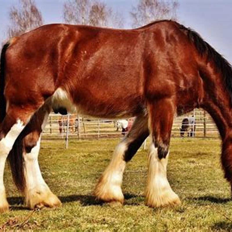 What are the biggest horses called?