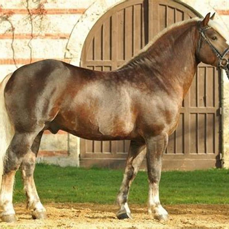 What are the black work horses called?