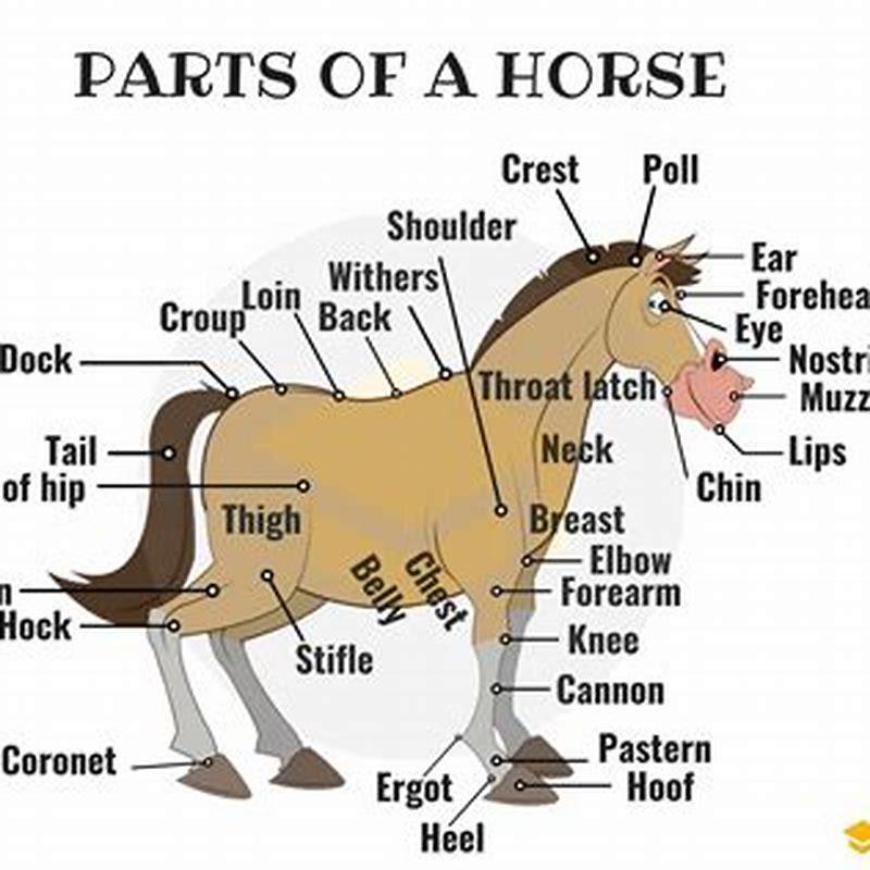 What are the most important parts of the horse?