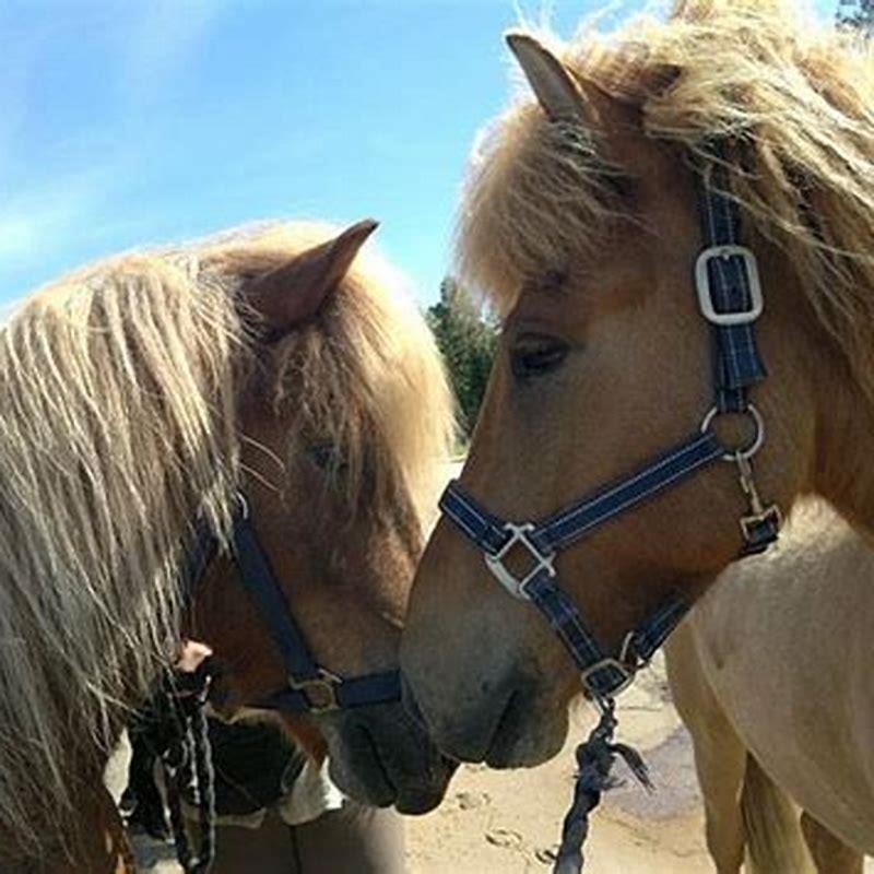 What are the red Swedish horses called?