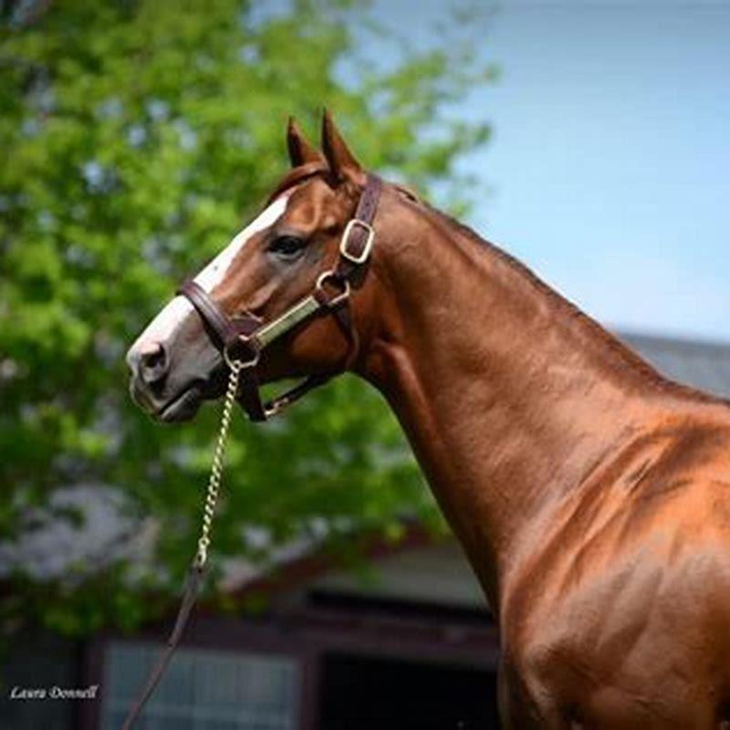 What Are The Two Types Of Racehorses DIY Seattle