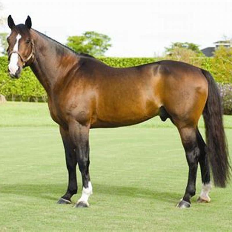 What breed is an Irish sports horse?