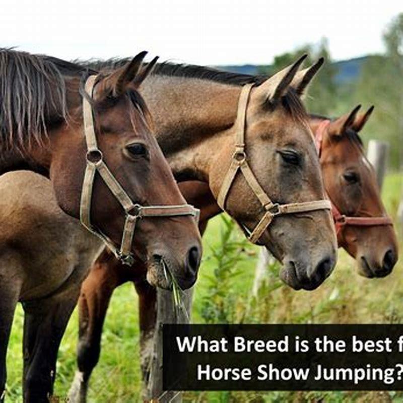 what-breed-of-horse-does-show-jumping-diy-seattle