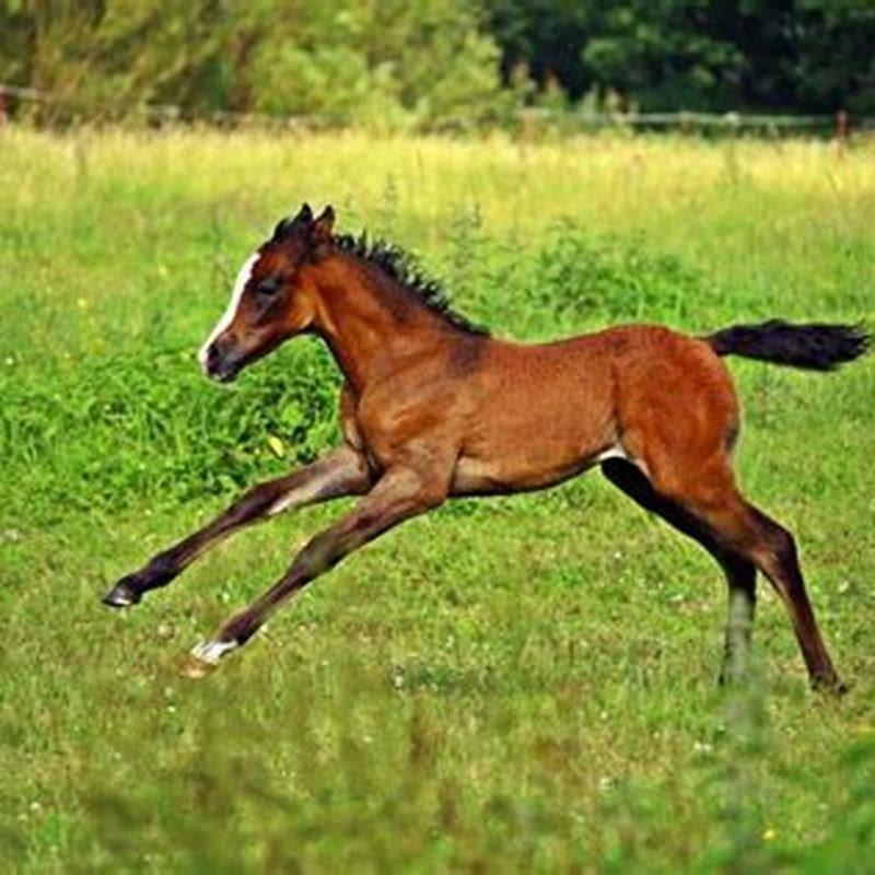 what-breed-of-horse-has-the-longest-lifespan-diy-seattle