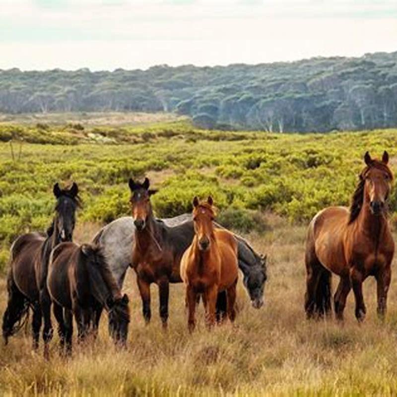 What breed of horse is a brumby?