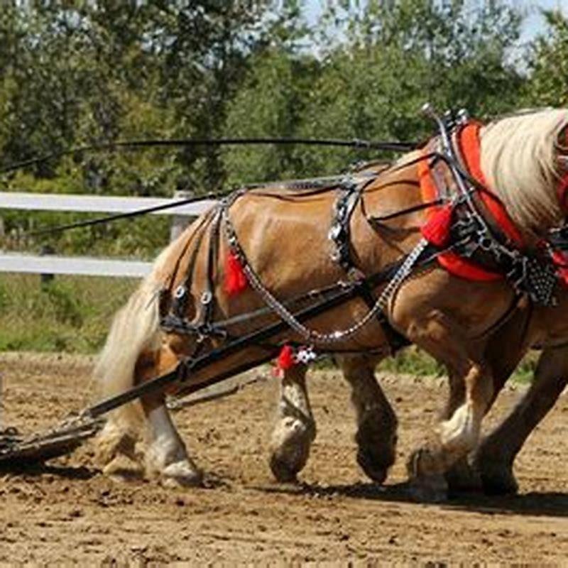 What Breed Of Horse Is A Working Horse DIY Seattle