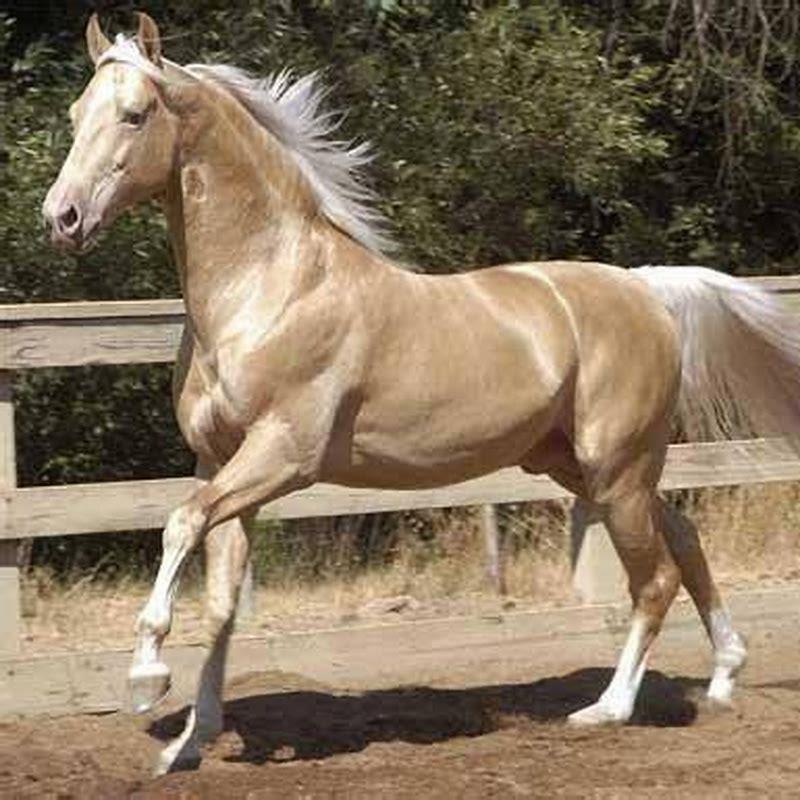 What breed of horse is blonde?