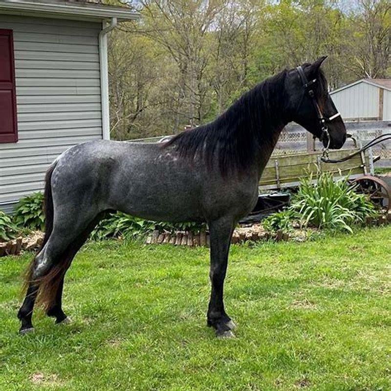 What breed of horse is Colorado blue?