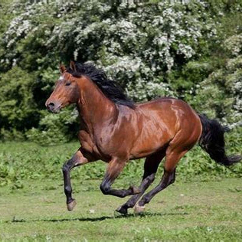 What breed of horse is native to North America?
