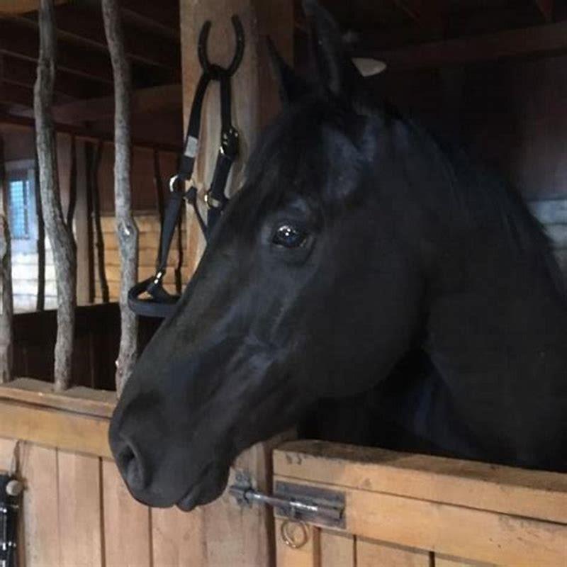What breed of horse is spartan from Heartland?