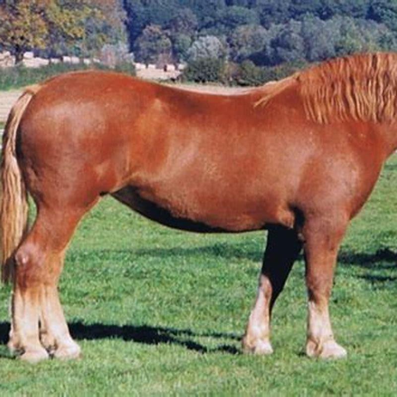 What breed of horse is the gentlest?
