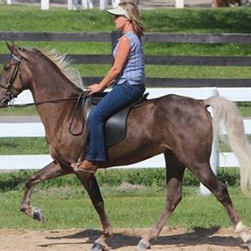 What breed of horses are gaited?