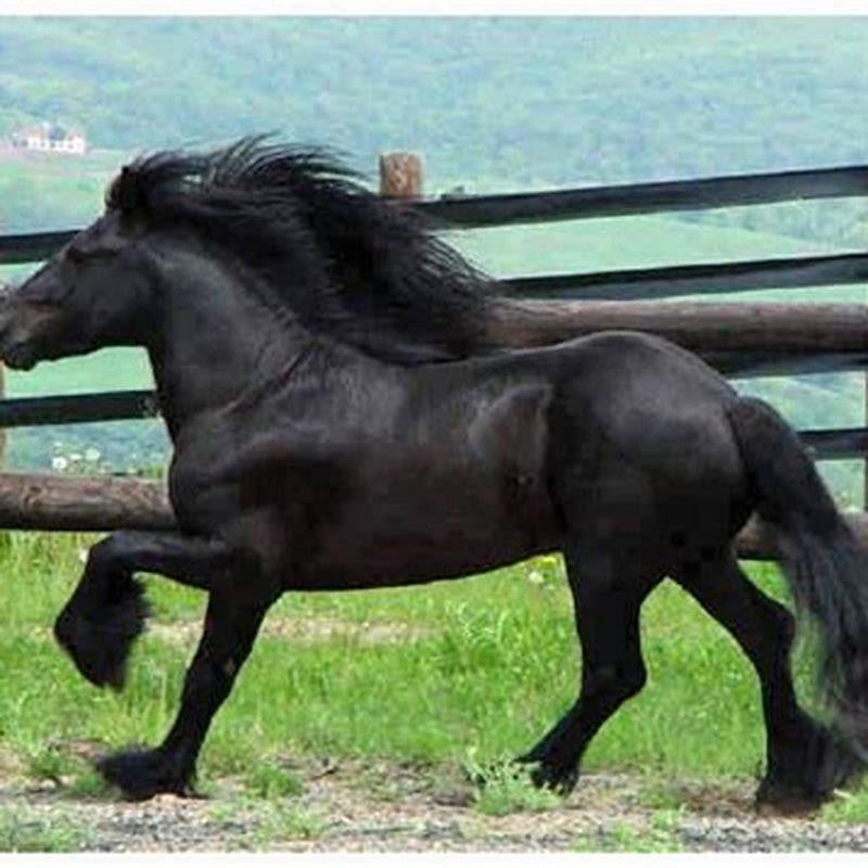 What breeds make a pony?
