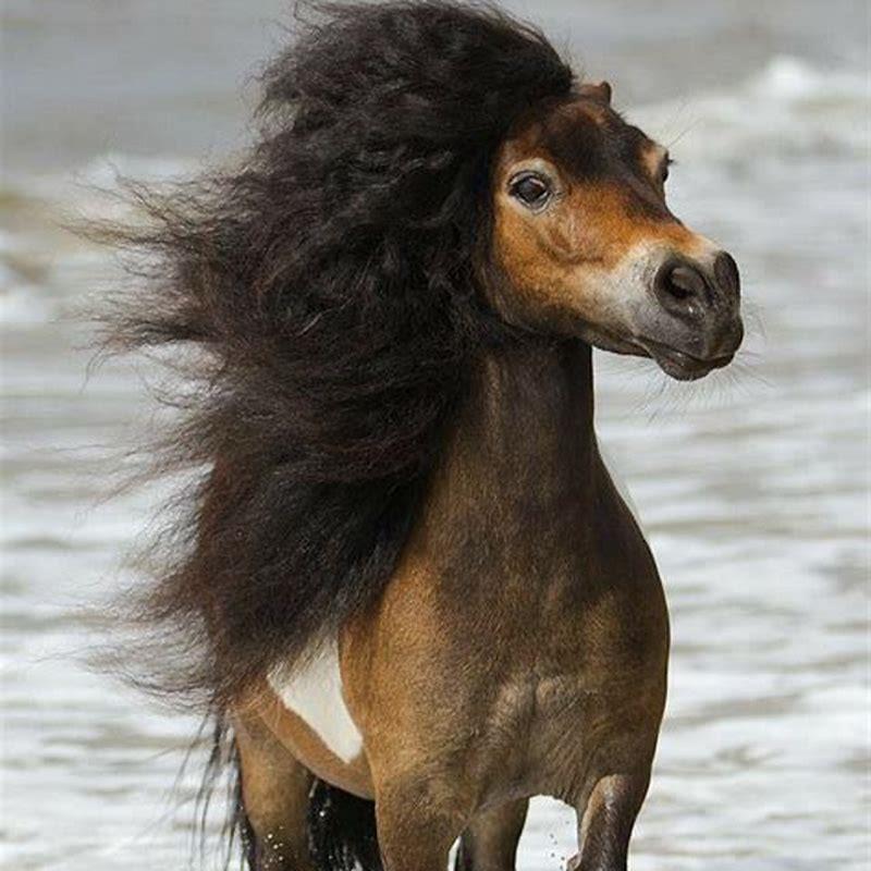 What breeds make a Shetland Pony?