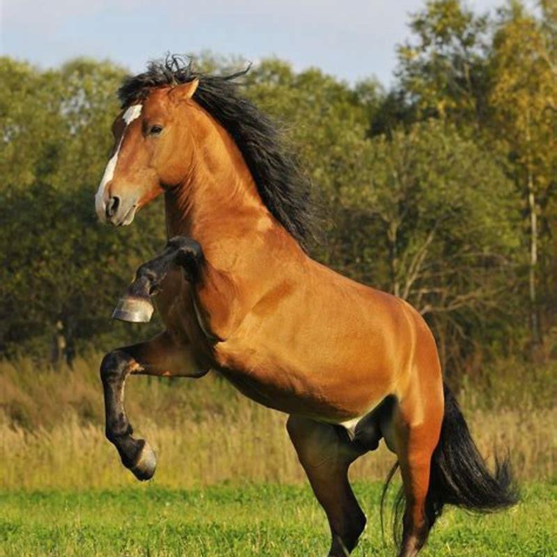 What breeds make up a mustang horse?