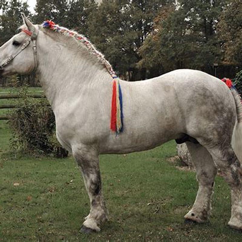 what-breeds-make-up-a-percheron-diy-seattle