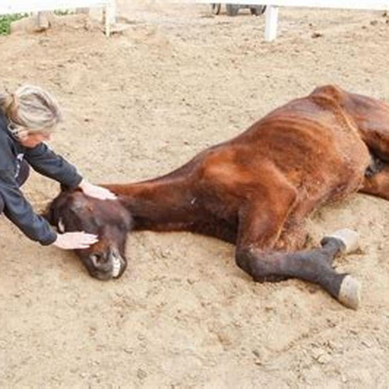 What caliber is used to euthanize a horse?
