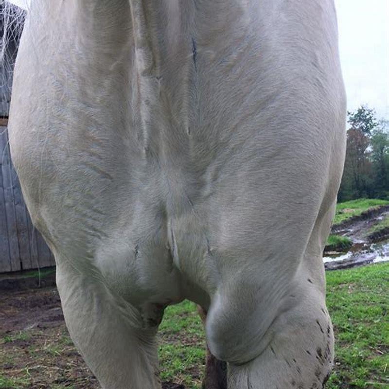 What can I put on a horses leg for swelling?