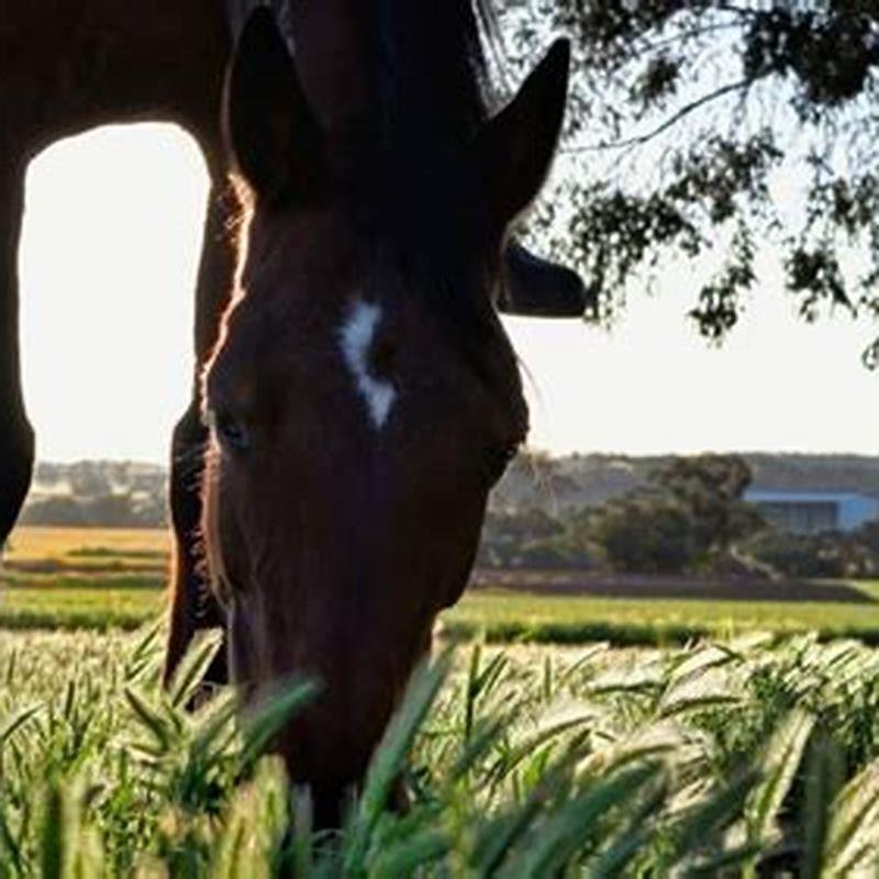 What can you give a horse for diarrhea?
