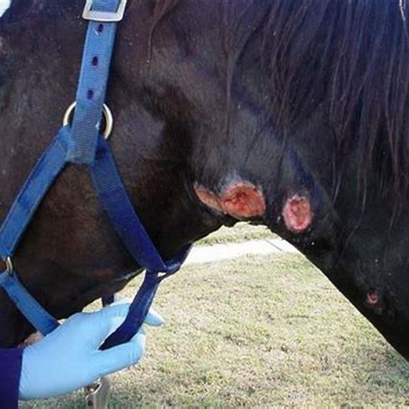 What causes a dry horse cough?