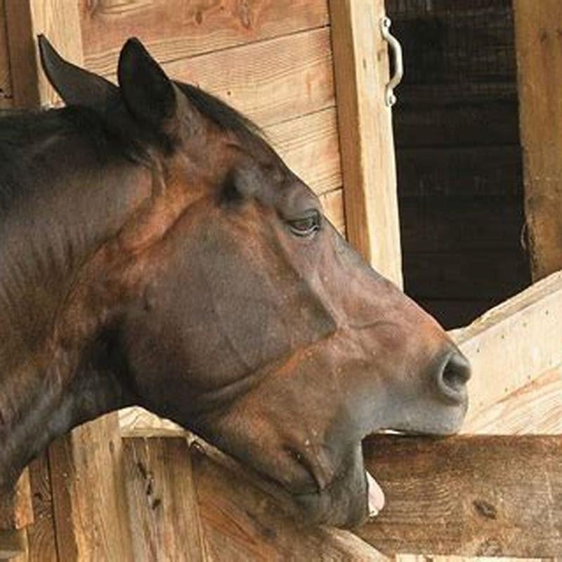 What causes a horse to start cribbing? DIY Seattle