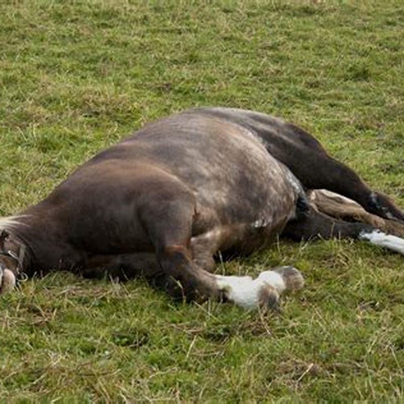 What causes a lame horse? DIY Seattle