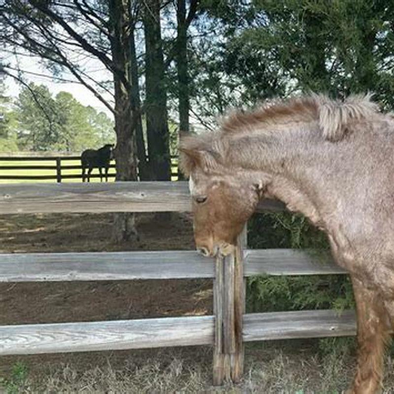 what-causes-horse-cribbing-diy-seattle