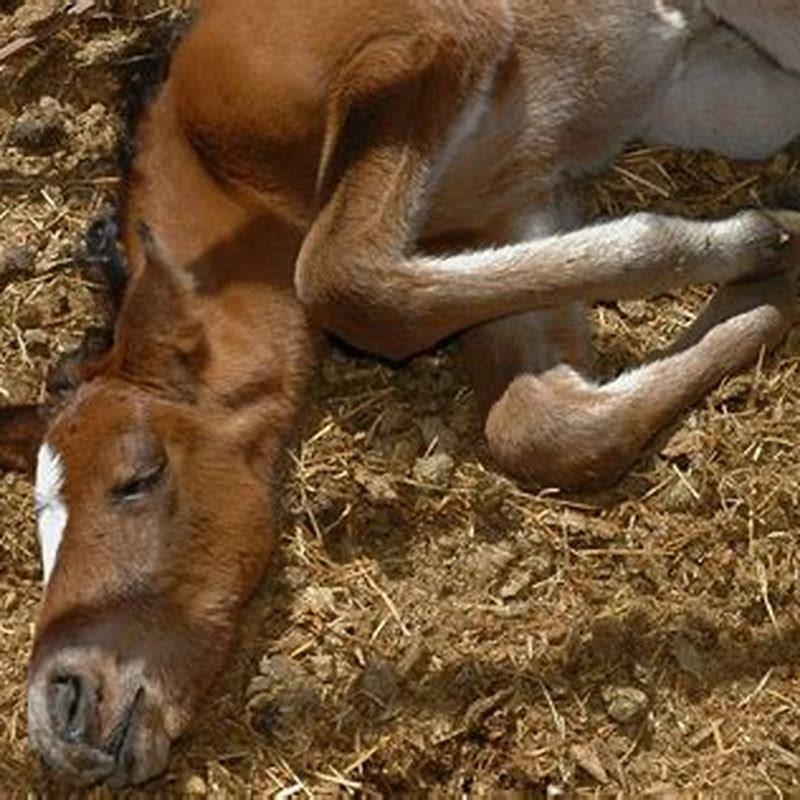 What causes horse ringbone?